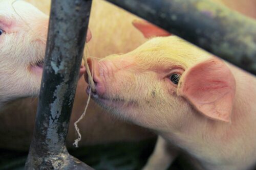 krowy mleczne, żywienie, dobrostan