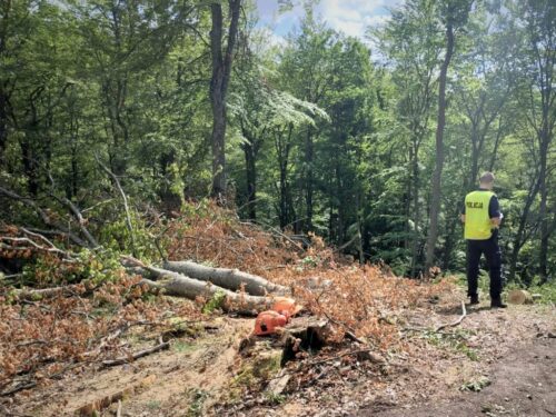 wycinka drzew, prace leśne, Batyń, powiat świdwiński, powiat płoński