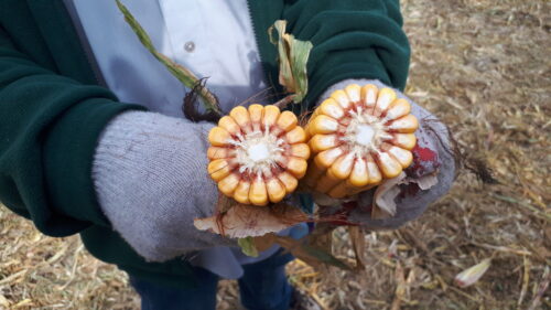 kolby, ręce, kukurydza