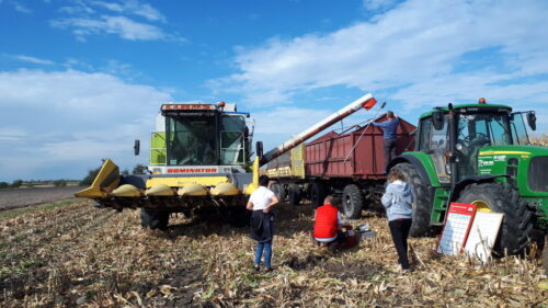 kombajn, kukurydza, ludzie, pole, Skrzelew