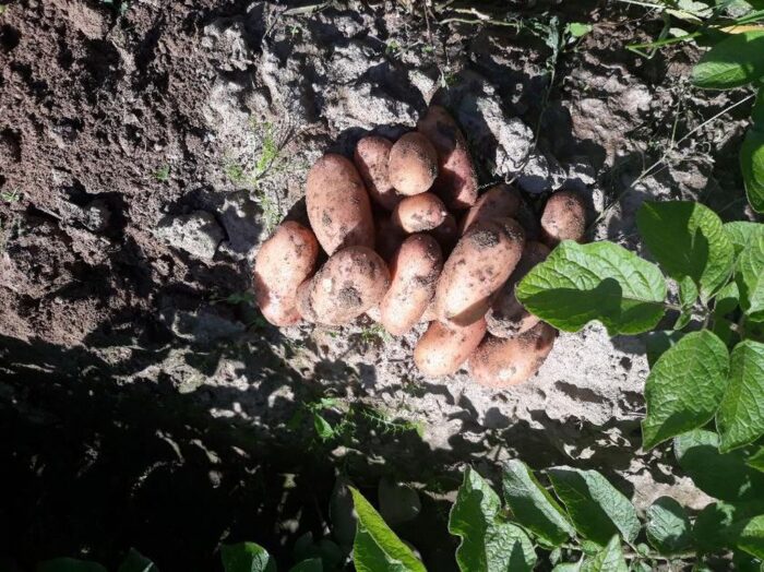 gardena, utp w bydgoszczy, odmiana ziemniaka, Hodowla Ziemniaka Zamarte, konsorcjum Gardena