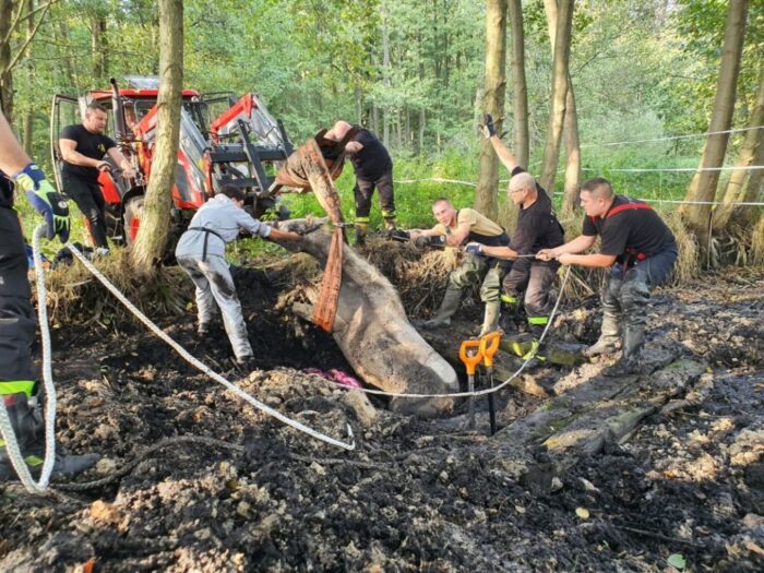 koń w bagnie, Wojcieszyce, KM PSP Gorzów Wielkopolski, OSP Różanki