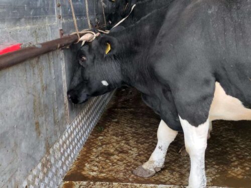 kontrola transportów zwierząt, transport zwierząt, inspekcja transportu drogowego, śląsk, Woźniki, powiat lubliniecki