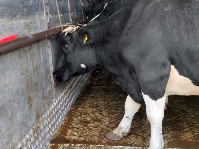 kontrola transportów zwierząt, transport zwierząt, inspekcja transportu drogowego, śląsk, Woźniki, powiat lubliniecki