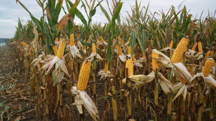 zbiory kukurydzy 2020, opóźnione zbiory kukurydzy, wilgotność ziarna kukurydzy, PZPK, plon kukurydzy