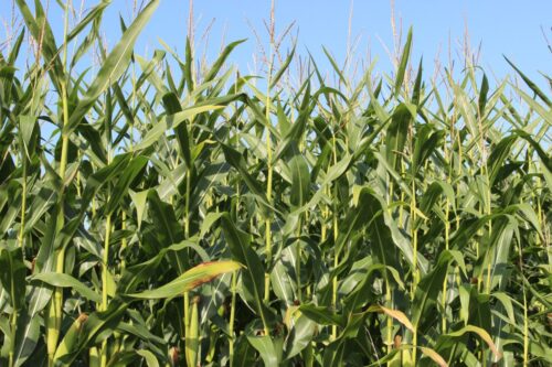 kukurydza, uprawa kukurydzy, rolnictwo, kukurydza na paliwo