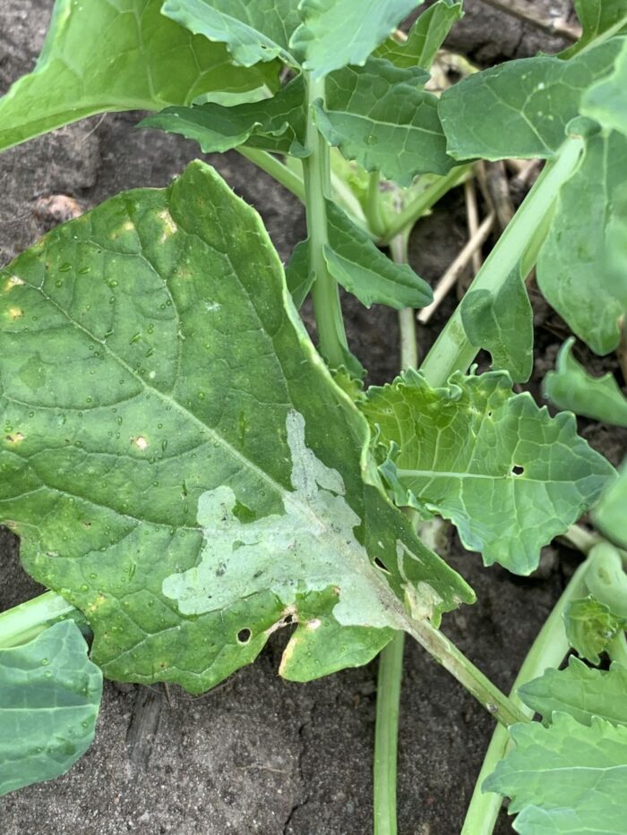 muchówki na oziminach, ProCam, śmietka kapuściana, ploniarka zbożówka, miniarka kapuściana, szkodniki rzepaku