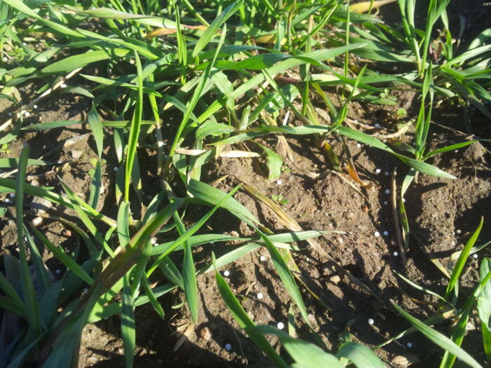 pszenica, saletra amonowa