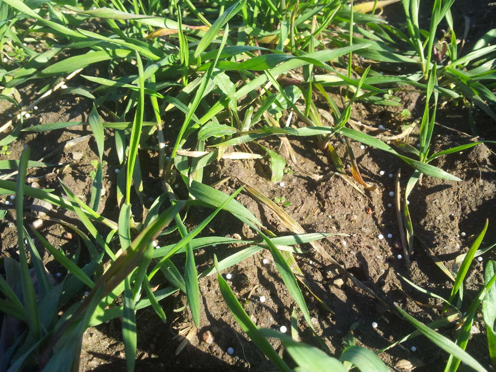 pszenica, saletra amonowa