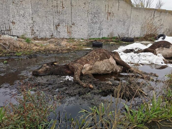 gospodarstwo grozy, OTOZ Animals, gmina Krzyżanów, znęcanie się nad zwierzętami