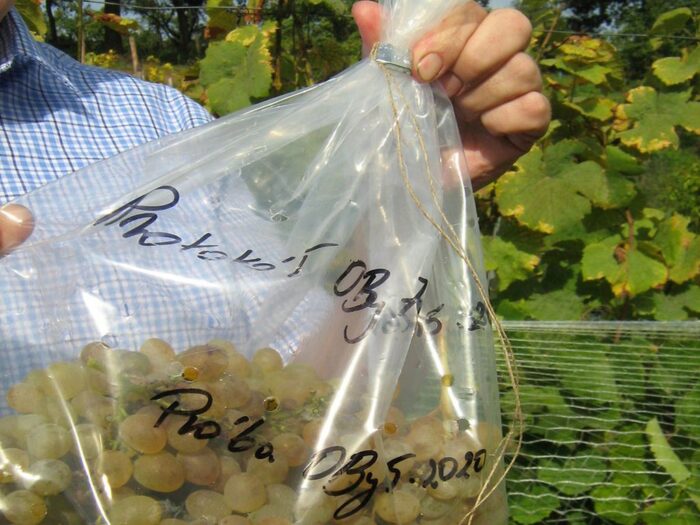 środki ochrony roślin, pestycydy, bezpieczne płody rolne, piorin