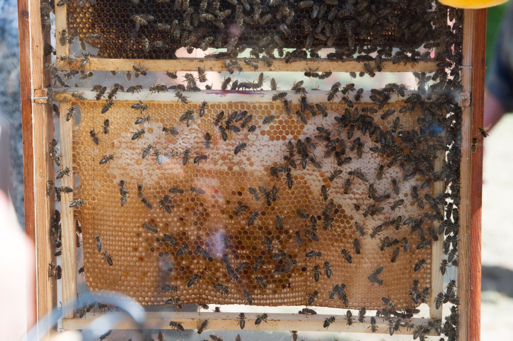 Zespół masowego ginięcia pszczoły miodnej, kolonie pszczele, zapylanie upraw, roztocza Varroa