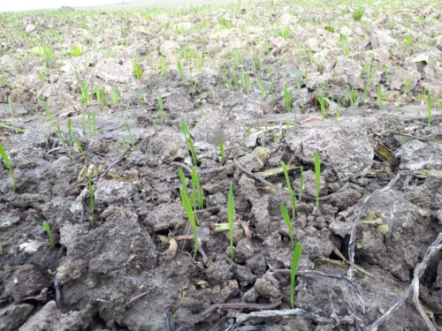 pszenica, grudy, pole, rośliny, Sahryń