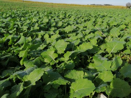 późne odchwaszczanie rzepaku ozimego, odchwaszczanie rzepaku ozimego, metazachlor, syntetyczne auksyny, chlopyralid