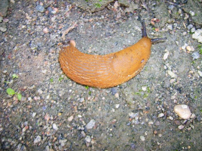 ślimakie nagie, szkody w uprawach, krir, ochrona roślin