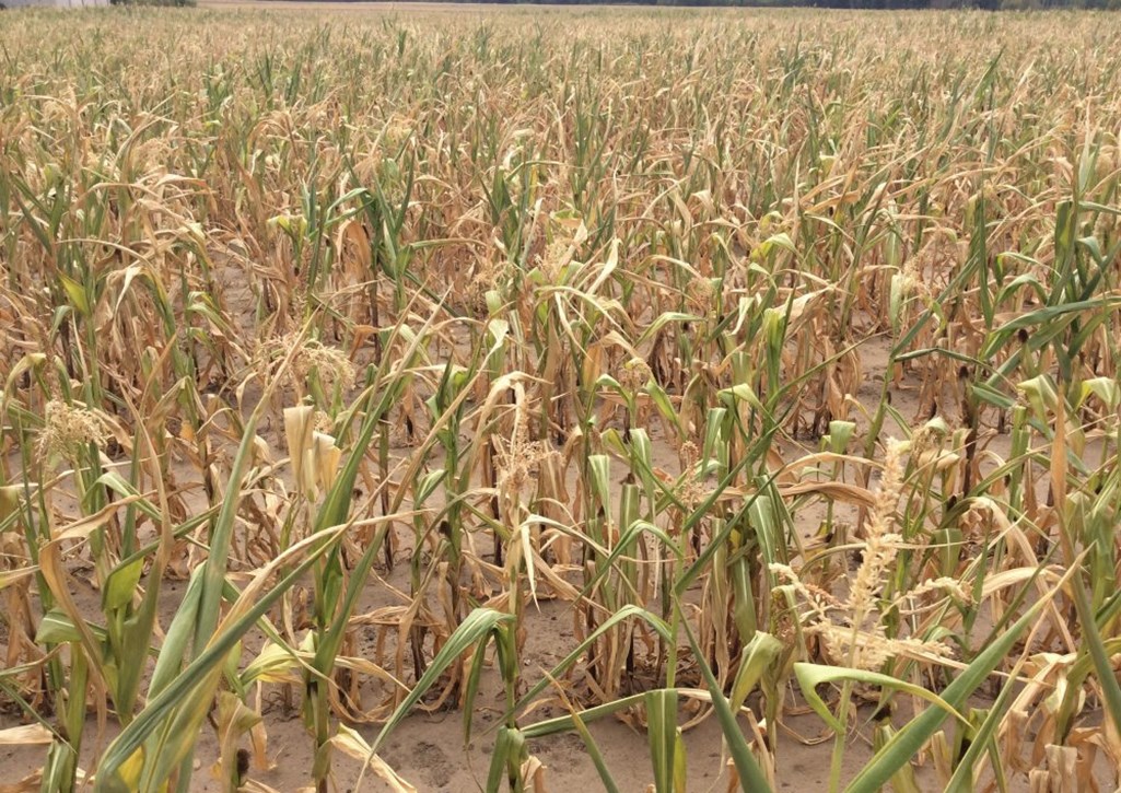 kukurydza, susza, KBW, rozporządzenie, MRiRW, straty, zboża, pogoda