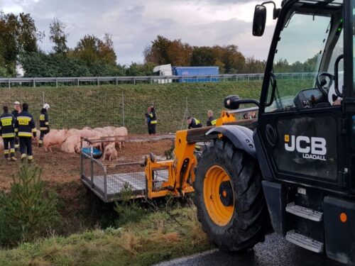 Instytut Ekonomiki Rolnictwa i Gospodarki Żywnościowej, poglowie świń w polsce, trzoda chlewna