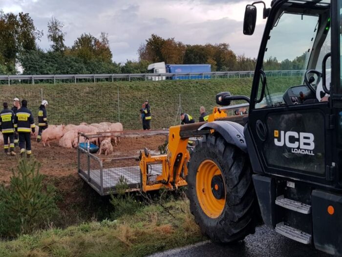 Instytut Ekonomiki Rolnictwa i Gospodarki Żywnościowej, poglowie świń w polsce, trzoda chlewna