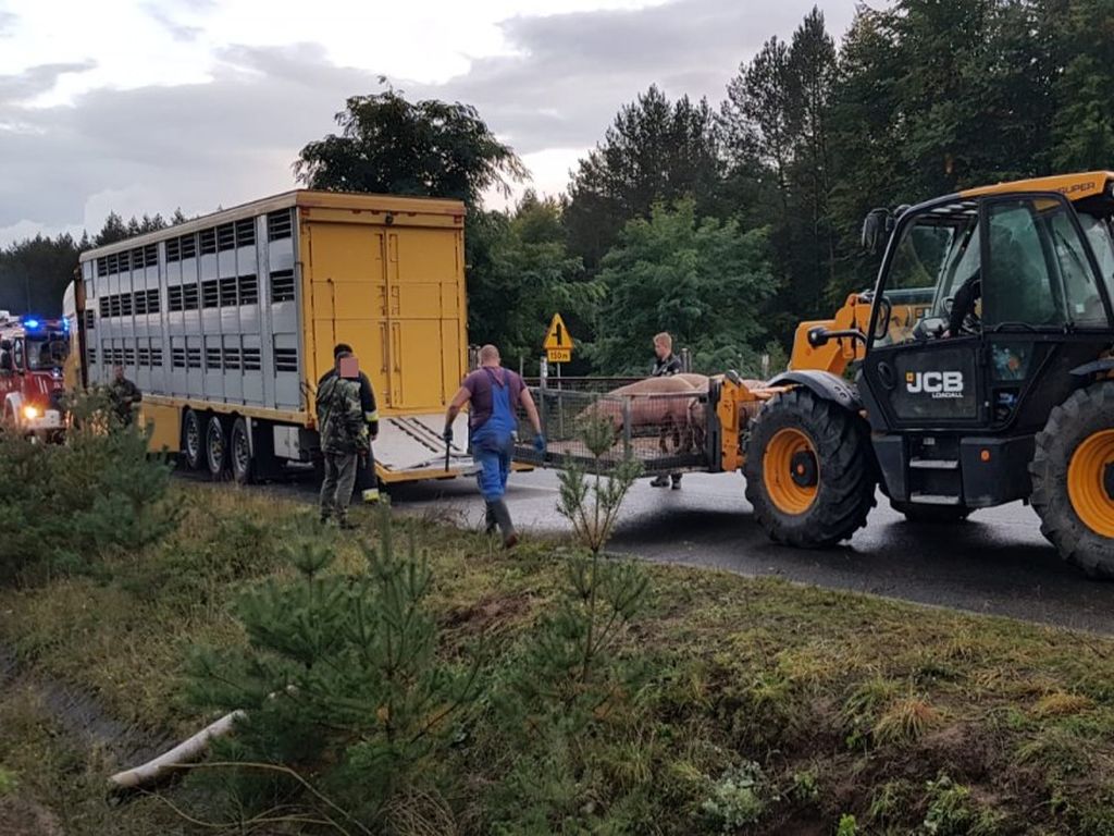Instytut Ekonomiki Rolnictwa i Gospodarki Żywnościowej, poglowie świń w polsce, trzoda chlewna