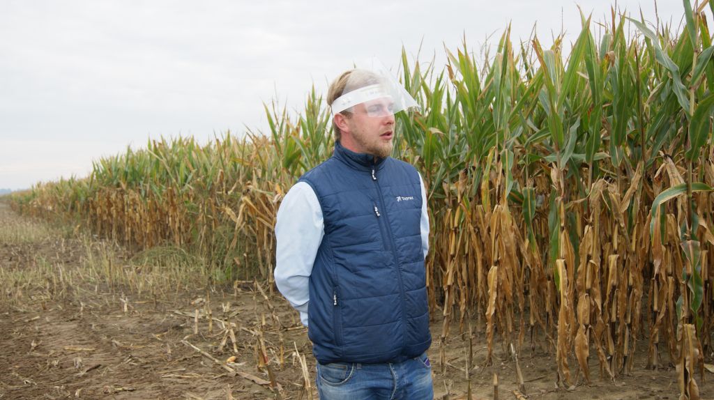 Syngenta, odmiany kukurydzy firmy Syngenta, nowe odmiany kukurydzy, Pola klasy S