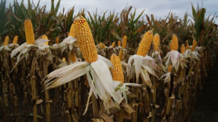 Syngenta, odmiany kukurydzy firmy Syngenta, nowe odmiany kukurydzy, Pola klasy S