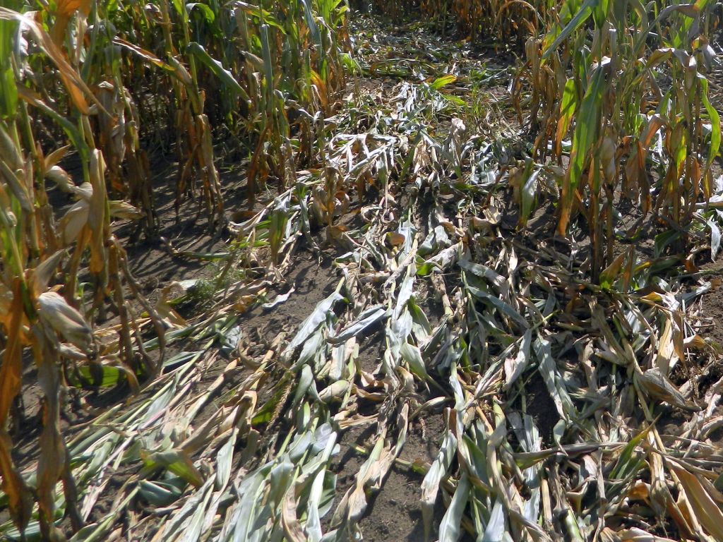 odszkodowania za szkody łowieckie, Prawo łowieckie, Trybunał Konstytucyjny