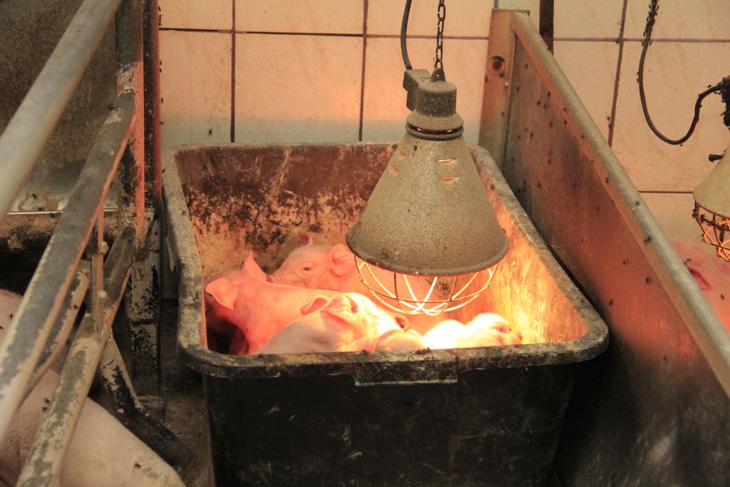 produkcja tuczników, warchlaki, cykl zamknięty, depopulacja stada, Marian Zając