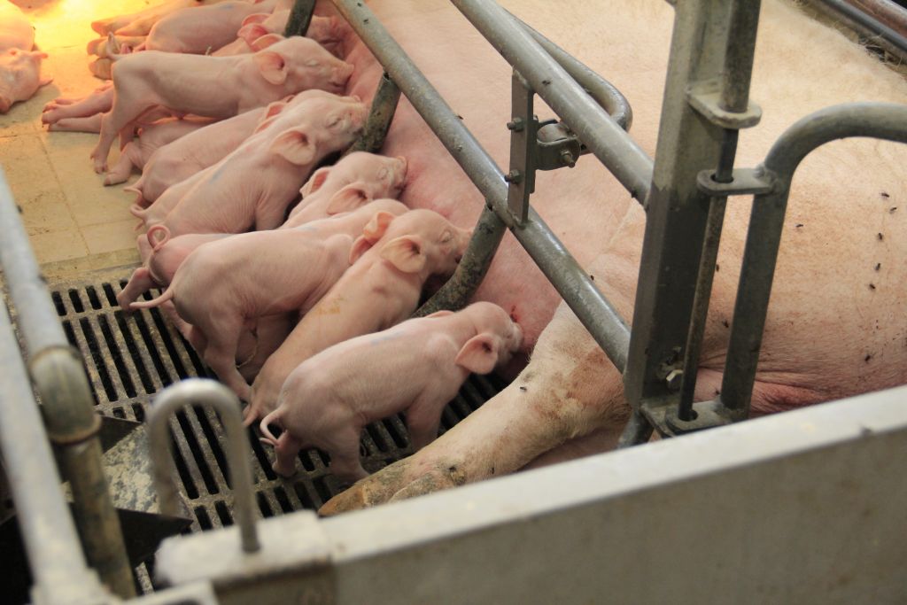 produkcja tuczników, warchlaki, cykl zamknięty, depopulacja stada, Marian Zając