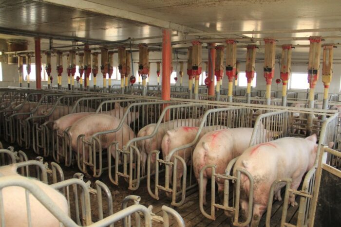 hodowla świń, trzoda chlewna, wysokie koszty produkcji, opłacalność, redukcja pogłowia świń, ASF, Covid-19, inwazja,