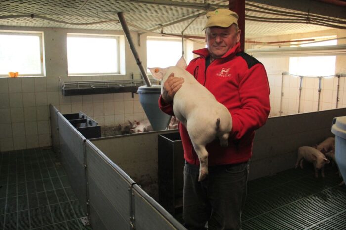 produkcja tuczników, warchlaki, cykl zamknięty, depopulacja stada, Marian Zając