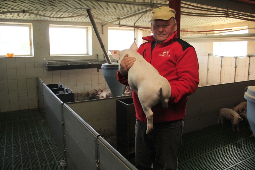 produkcja tuczników, warchlaki, cykl zamknięty, depopulacja stada, Marian Zając