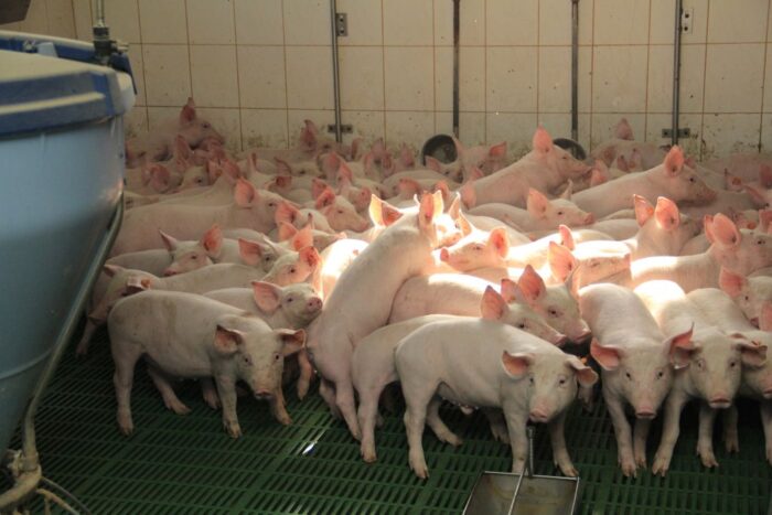 ożywienie sektora wieprzowiny, trzoda chlewna,cena tuczników,warchlaki, Unia Europejska, koronawirus, ASF