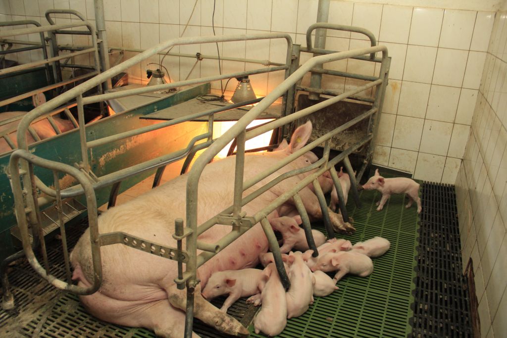 produkcja tuczników, warchlaki, cykl zamknięty, depopulacja stada, Marian Zając