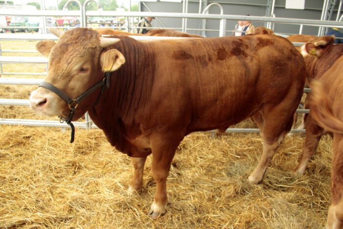 wystawa bydła mięsnego, Lubań