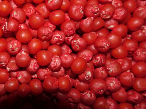 Wronkowski, nasiona kukurydzy, Force 20 CS