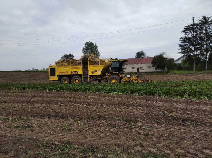 kombajn do buraków, buraki, pole, Sahryń,