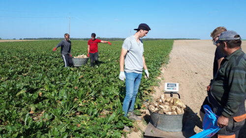 burak cukrowy, pole, studenci WRiB, Witold Ferens, Sahryń