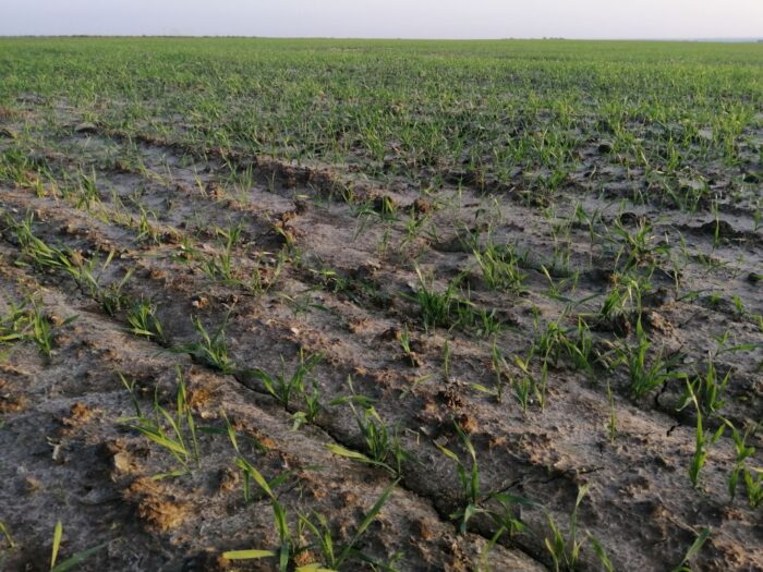 jesienna ochrona zbóż przed chorobami, zabieg T0, fungicydy zbożowe, ochrona zbóż przed chorobami