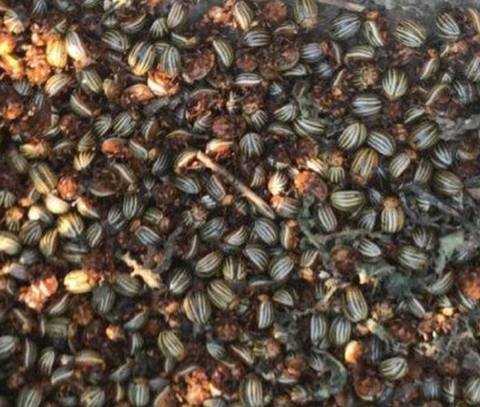 ProCam, komunikat fitosanitarny, stonka ziemniaczana, mszyce, choroby zbóż ozimych