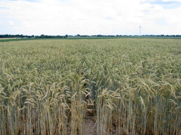 Amerykański Departament Rolnictwa, zbiory zbóż na świecie, zboża paszowe