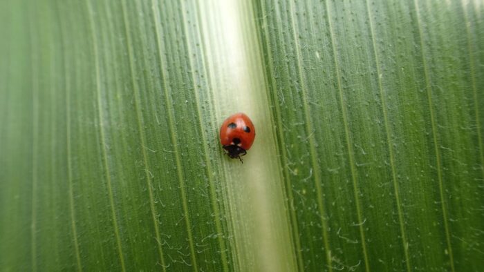 organizmy pożyteczne, owady pożyteczne, biologiczna ochrona roślin, naturalni wrogowie, rolnictwo zrównoważone