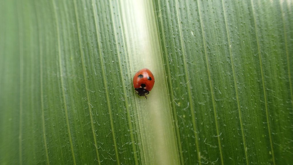 organizmy pożyteczne, owady pożyteczne, biologiczna ochrona roślin, naturalni wrogowie, rolnictwo zrównoważone