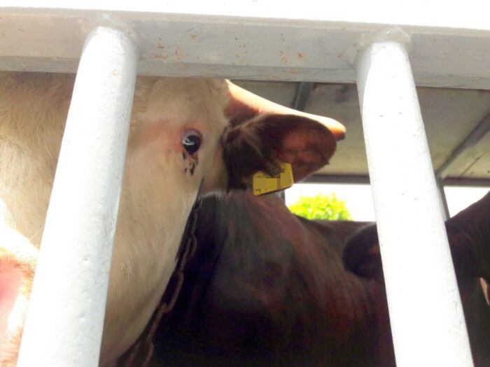 handel bydłem, znęcanie się nad zwierzętami,Alina Szram, Prokuratura Rejonowa w Brodnicy