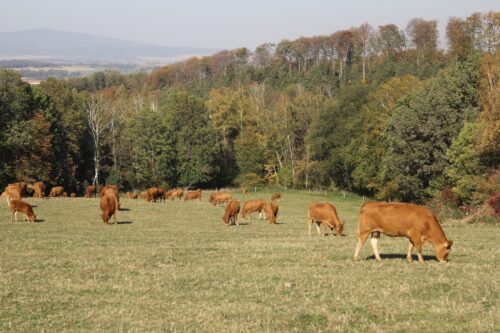brazylia, ekport mięsa, wołowina, drób