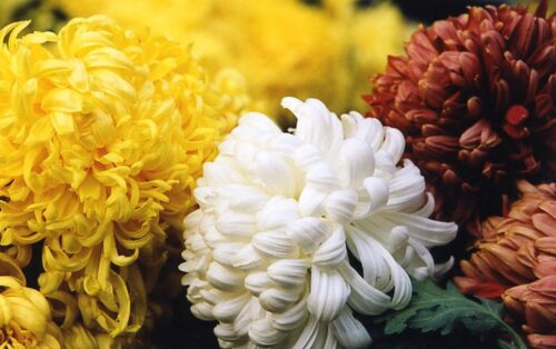 rynek hurtowy w broniszach, Anna Kaszewiak, kwiaty cięte i dopniczkowe