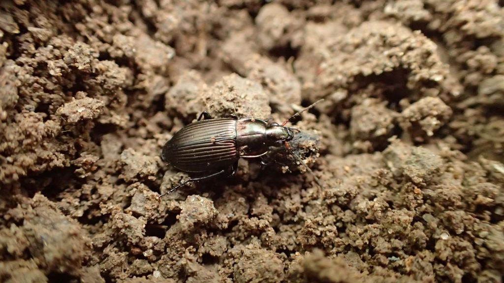 organizmy pożyteczne, owady pożyteczne, biologiczna ochrona roślin, naturalni wrogowie, rolnictwo zrównoważone
