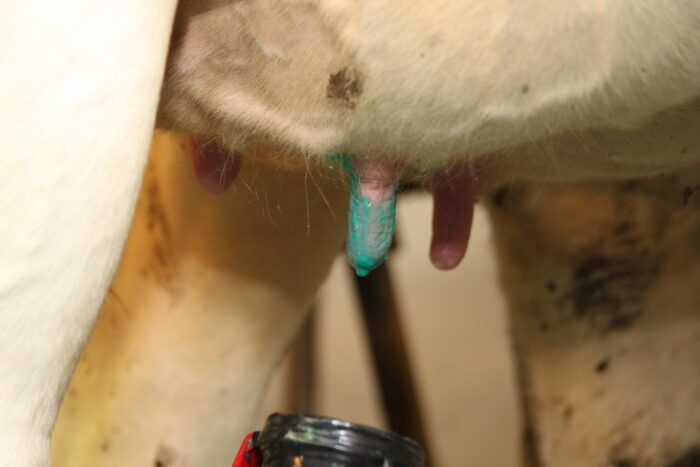 PFHBiPM, mastitis, bydło mleczne, wymię, higiena doju, Somatyka plus, audyt somatyczny, Cid Lines, Ecolab, dezynfekcja