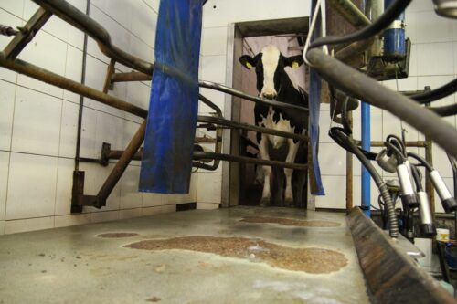 Zdrowe Wymię, higiena udojowa, predipping, postdipping, piana, strzyk, aparat udojowy, wymię, rękawiczki, mastitis