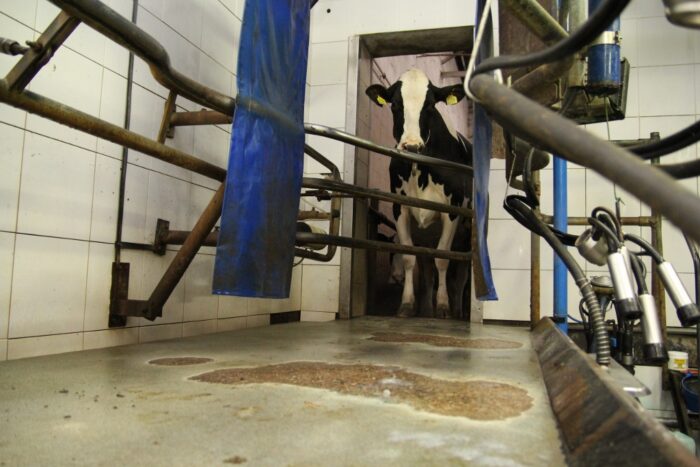 Zdrowe Wymię, higiena udojowa, predipping, postdipping, piana, strzyk, aparat udojowy, wymię, rękawiczki, mastitis