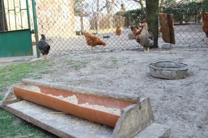 produkcja drobiu, rynek mięsa, komisja europejska